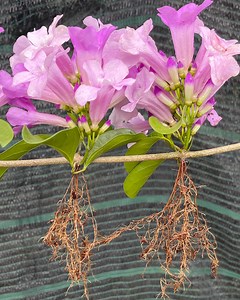 556K views · 10K reactions | Propagate garlic orchids by cuttings | Garden & House V&N | Facebook