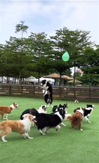3.4K views · 472 reactions | Everyone says that #BorderCollies are the smartest dogs, and you can see that just by watching them play with balloons! #TooCute #bordercollieoftheday | ShanghaiEye | Facebook