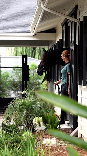 Mr Handsome himself: Sanceo, ridden by Sabine Schut-Kery #dressage #dressagehorse