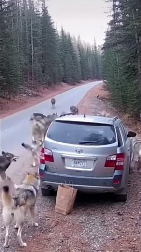 wolves vs humans… inside the car 🐺🚗