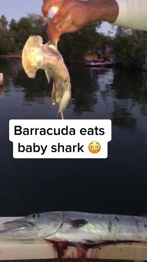 Priscilla Marie on TikTok