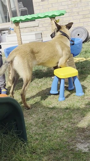 Chase Gently "Steals" the Kids' Toys 🐾 | Belgian Malinois With Kids
