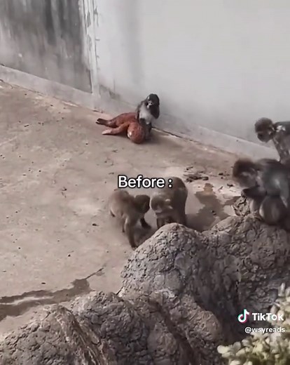 Punch the Baby Macaque Finds His Family