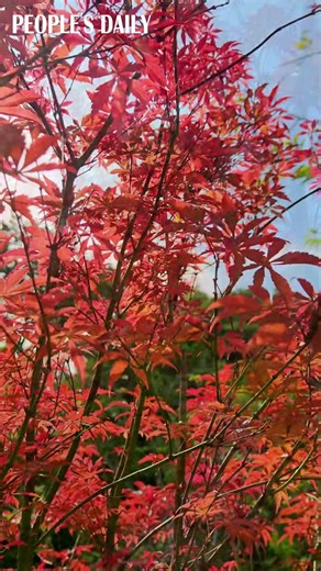 Maple trees are displaying their vibrant red foliage at the Maofeng Mountain Scenic Area in south China's Guangzhou, inviting leisurely strolls amidst the seasonal splendor. | People's Daily - Hong Kong