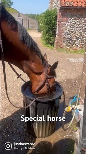 Special bubble blowing horse