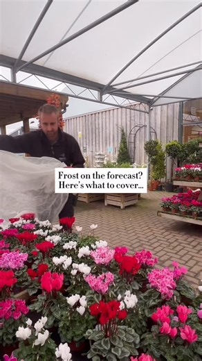 Save for when frost is on the forecast ☃❄ Here’s what to cover or move somewhere sheltered: - Cyclamen - Heuchera - Ferns - Cordylines - Hebes Wrap in fleece and if they’re in pots, lift onto pot feet and move closer to the house. A little protection on these plants will help ensure they’re looking good through the Winter 💚 | Smith's Garden Centre Baginton