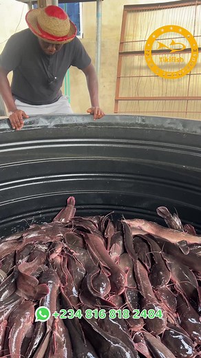 Farmed Catfish Drying and Cutting Process in Nigeria