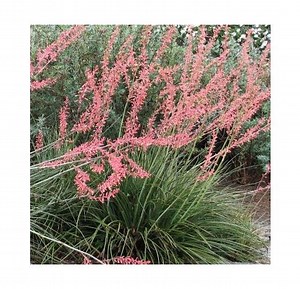 Hesperaloe - Yucca rouge