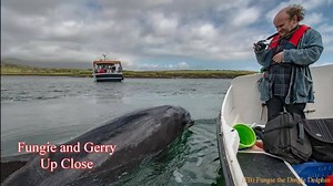 4.3K views · 74 reactions | A lovely moment one afternoon with Gerry and Fungie the Dingle Dolphin | Fungie the Dingle Dolphin | Facebook