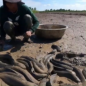 Best Hand Fishing Techniques for Catching Lots of Catfish! | Fishing