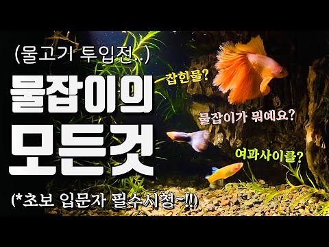 Beginner's Guide to Fishkeeping: What is a Water Catch and How to Use It? (Top Secret Tip Reveale...