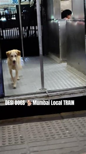 DESI DOGS 🐕 MUMBAI LOCAL TRAIN Journeys #youtube #viral #railway