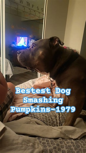 Bestest Dog Smashing Pumpkins-1979 #dog #music #happiness #Xlbully #90srock
