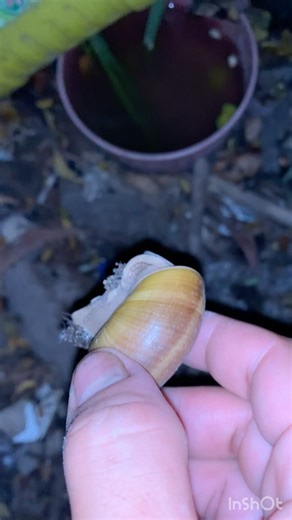 Snail 🐌 #nature #highlights #snail #viralvideo #subscribe #shortvideo #Insects