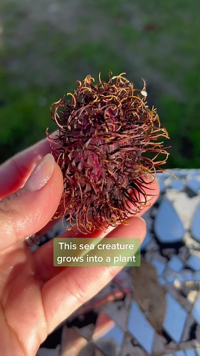 growithjessie on TikTok