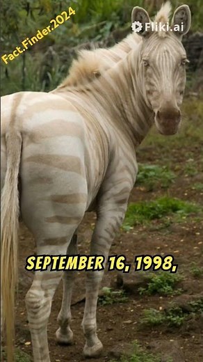 The Only Golden Zebra in the World!😮