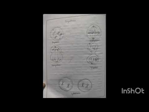#M.Sc botany sem.1 practical file #cell biology m.sc 1sem. Practical file