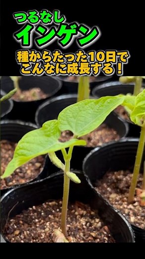 【インゲン】初心者でも簡単にできる！種まき〜発芽まで全部見せます！#家庭菜園 #初心者 #いんげん #発芽