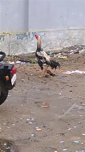 Elite quality Java aseel murga#shortsfeed #aseelmurga #youtubeshorts