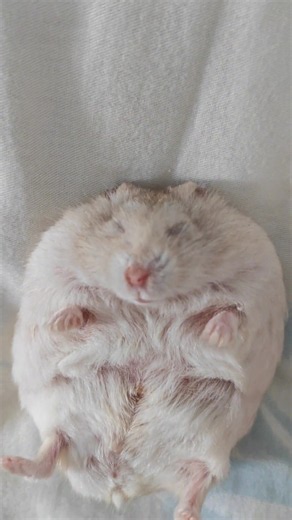 Hamster Winter White Care Guide