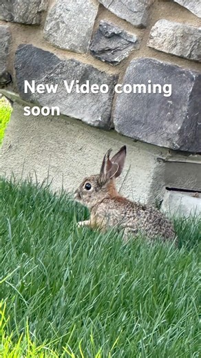 Best Repellent for Rabbits !?