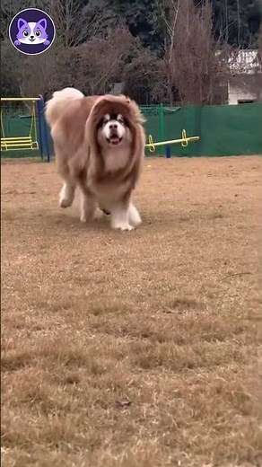 Before and After Animals Growing Up 😍 Amazing Animal Transformation