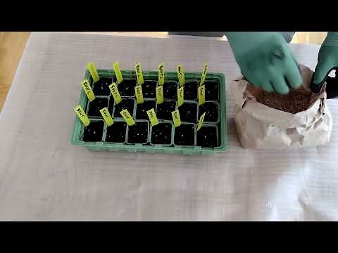 Grow ghost peppers | Start Bhut Jolokia ghost peppers from seed | Hot peppers | MattMagnusson.com