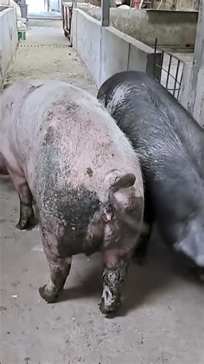 Secrets of pig training a step by step guide@ 31 Copy