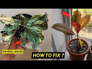 Croton leaves are drying ?