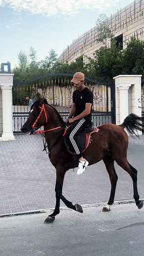 #mashallah😍😍😍😍😍 #خيل_خياله🐎 #اكسبلورexplore #خيول #❤️❤️❤️