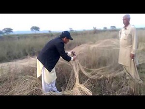 Best Quail Trapping With Net in The World (Batera)