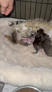 27K views · 769 reactions | You may remember tiny mama kitty Celeste (she only weighs 4.4 lbs) and her kittens Luna, Stella & Eclipse rescued last Monday. This little mama who’s still a kitten herself is so good with her 3 babies. BARL.net/adopt | Brookhaven Animal Rescue League | Facebook