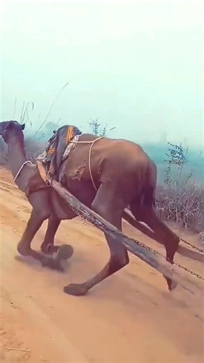 Animal justice is fundamental justice #naturenewsnetwork | Nature News Network