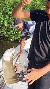 A little trip of Rewa river and we found a lot of Arowana by a creek mouth 🐟 I had mentioned to Adrian our captain that I never had a chance to try catching this fish and he said he knew just the spot 🔥 Sure enough, as we arrived we could see them in the surface and this was the first throw by his son 🥇 While we specialise in jungle survival and expeditions, fishing plays a role on almost all our trips. All our colleagues in the communities are big on fishing and eating their catch so we alwa