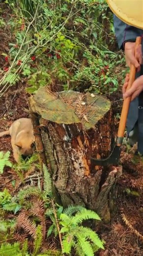 Traditional Wood Bark Removal with a Manual Billhook 🌲🪓✨