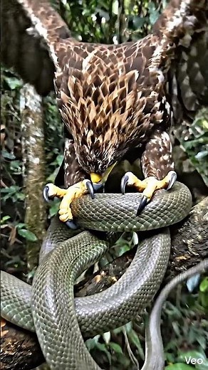 POV: You’re an Eagle Attacking a Snake#EagleVsSnake#GoldenEagle#SnakeAttack#AnimalPOV