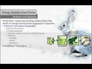 Producers and Consumers ( Video ) | Biology