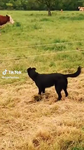 Shocked Animals Compilation: Funny Electric Encounters!