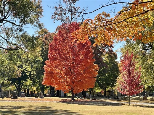 Peak fall foliage season shifting later than usual this year