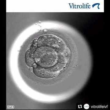 Desenvolvimento de Embriões - Time-lapse Embryoscope+