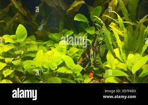 Slowly swimming black-n-white striped Angelfish (Pterophyllum scalare) meets golden marbled veiltail fish in a tropical planted aquarium