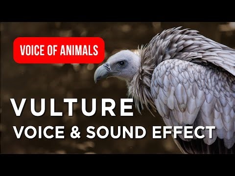 🦅 Vulture Voice Original Sounds for Kids About Vultures Close-Up Nature Fun Facts ✨ #birds #wildlife