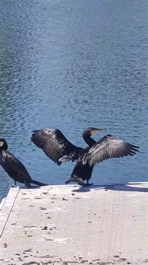 Great Cormorants Spotted in Footscray | Amazing Water Birds Great Cormorants in Australia