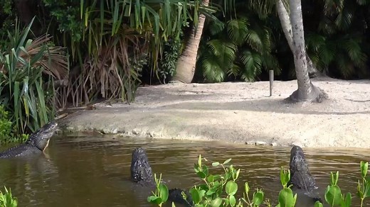 62K views · 698 reactions | TURN UP YOUR VOLUME - Have you ever heard an alligator bellow? Well it sounds like something you would hear in Jurassic Park.  STORY: https://bit.ly/2VHRQkG (Video Courtesy: Naples Zoo) | WSVN-TV | Facebook