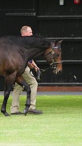 20K views · 768 reactions |  #PerfectPower continued to see excellent results with his first yearlings at the Tattersalls Somerville Sale  His top lot sold for 105,000gns to Robson Aguiar – making him the only first-crop sire at the sale to have a six-figure yearling ✨ | Darley | Facebook