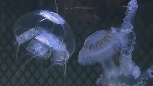 China unveils jellyfish-like robot for silent underwater missions