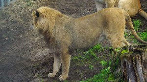 Download Lion in zoo for free