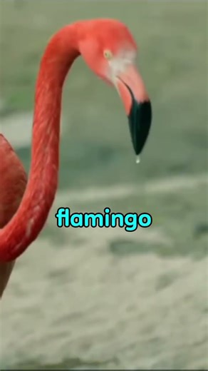 Flamingos Are NOT PINK !