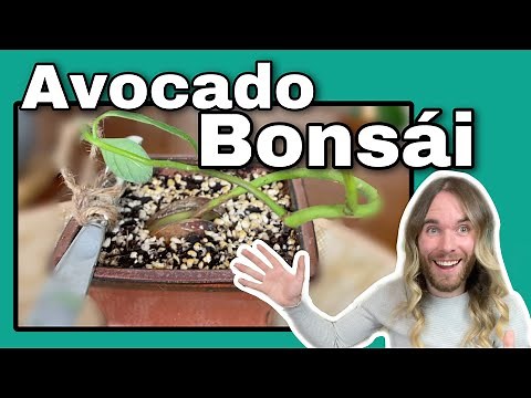How To Start An Avocado Bonsai Tree