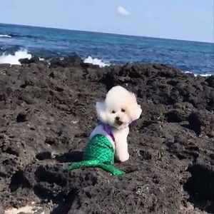 The most beautiful mermaid I've ever seen! | Cute Pets